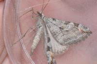 Aplocera plagiata