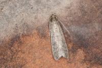 Ephestia woodiella