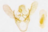 Ephestia woodiella