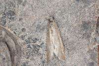 Phycitodes albatella