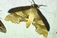 Marumba quercus