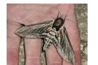 Sphinx ligustri