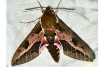 Hyles euphorbiae