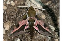 Hyles euphorbiae