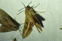 Hyles livornica