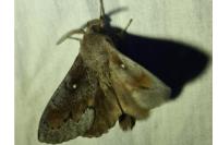 Dendrolimus pini pini
