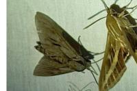 Hyloicus pinastri/maurorum