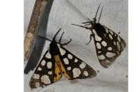 Arctia villica