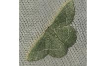 Phaiogramma etruscaria
