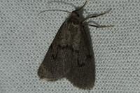 Apaidia mesogona