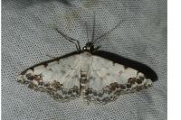 Scopula decorata