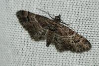 Gymnoscelis rufifasciata