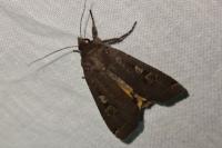 Noctua pronuba