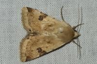 Heliothis peltigera