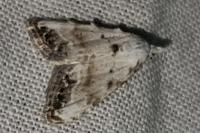 Nola infantula