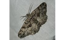 Peribatodes ilicaria ilicaria