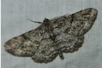Peribatodes rhomboidaria rhomboidaria