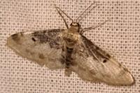 Idaea filicata