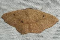 Cyclophora puppillaria