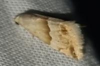 Eublemma parva