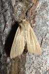 Mythimna pallens