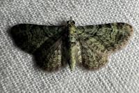 Pasiphila rectangulata