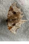 Macaria alternata