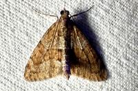 Thera obeliscata