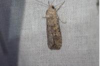 Spodoptera exigua