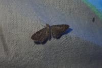 Eupithecia ultimaria