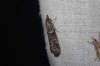 Acrobasis obliqua