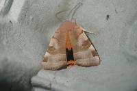Noctua tirrenica