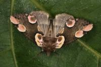 Thyatira batis
