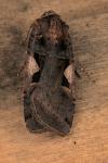 Xestia c-nigrum