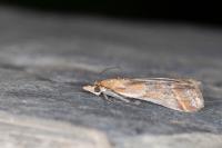 Ancylosis cinnamomella