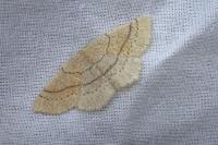 Cyclophora ruficiliaria