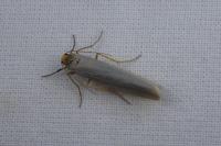 Eilema caniola