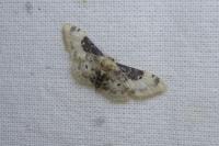 Idaea filicata
