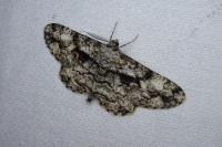 Peribatodes umbraria umbraria
