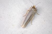 Eilema caniola