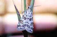 Scoparia pyralella
