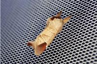 Clostera curtula