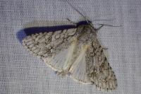 Acronicta aceris