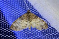 Lobophora halterata