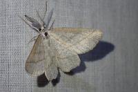 Perconia strigillaria