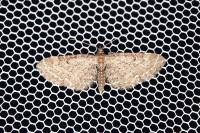 Eupithecia vulgata