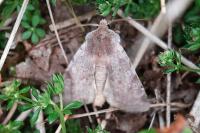 Cerastis rubricosa