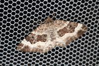 Epirrhoe alternata