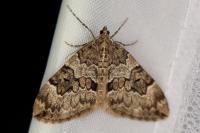 Thera britannica/variata