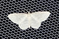 Asthena albulata